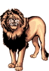 lion5