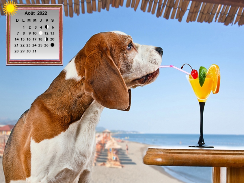 Dogs_Cocktail